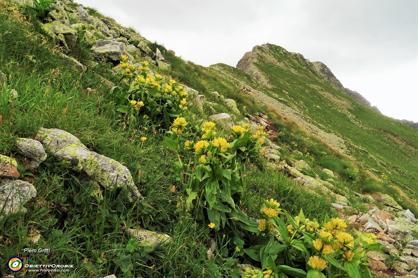 43 Estese fioritute di Genziana punteggiata (Gentiana punctata).JPG